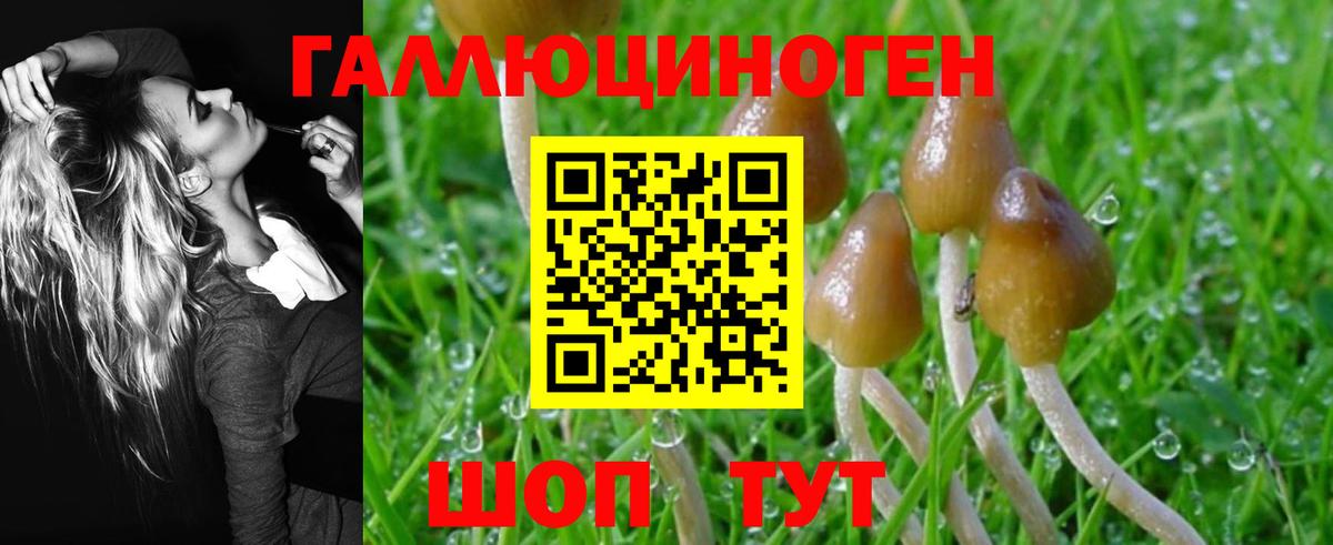 где найти   Вход с VPN  Камышин  Галлюциногенные грибы Magic Shrooms 